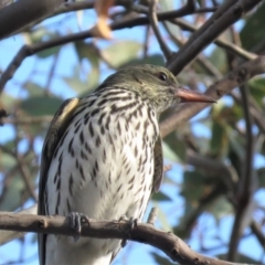 Oriolus sagittatus (Olive-backed Oriole) at Fadden, ACT - 27 Oct 2018 by KumikoCallaway