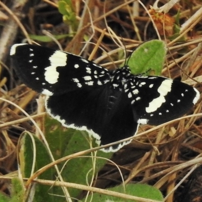 Idalima affinis (A day flying moth) at Woodstock Nature Reserve - 5 Nov 2018 by JohnBundock