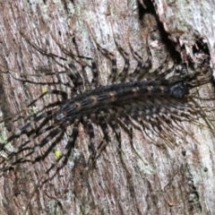 Thereuopoda longicornis (House or Long-legged Centipede) at Rosedale, NSW - 25 Oct 2018 by jbromilow50