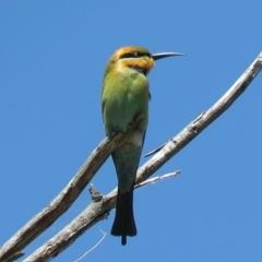 Merops ornatus (Rainbow Bee-eater) at Coree, ACT - 27 Oct 2018 by KumikoCallaway