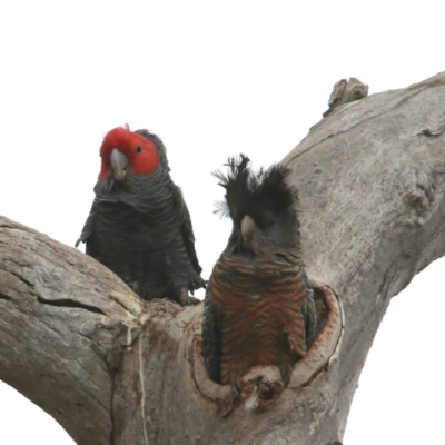 Callocephalon fimbriatum (Gang-gang Cockatoo) at Symonston, ACT - 5 Nov 2018 by redsnow