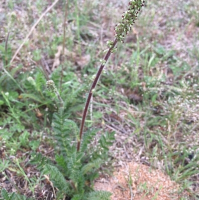 Acaena x anserovina (Hybrid Burr) at Corrowong, NSW - 5 Nov 2018 by BlackFlat