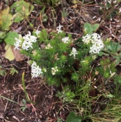 Asperula conferta (Common Woodruff) at Corrowong, NSW - 6 Nov 2018 by BlackFlat