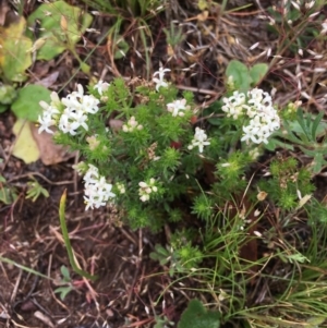 Asperula conferta at Corrowong, NSW - 6 Nov 2018 12:20 PM