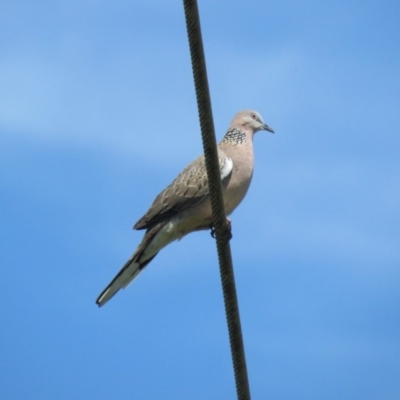 Spilopelia chinensis (Spotted Dove) at Giralang, ACT - 28 Oct 2018 by KumikoCallaway