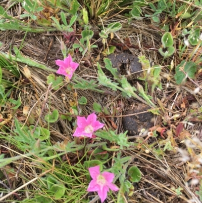 Convolvulus angustissimus subsp. angustissimus (Australian Bindweed) at Corrowong, NSW - 6 Nov 2018 by BlackFlat