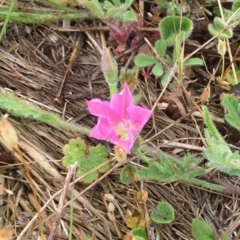 Convolvulus angustissimus subsp. angustissimus at Corrowong, NSW - 6 Nov 2018 12:20 PM