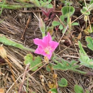 Convolvulus angustissimus subsp. angustissimus at Corrowong, NSW - 6 Nov 2018