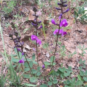 Glycine tabacina at Corrowong, NSW - 6 Nov 2018 10:33 AM