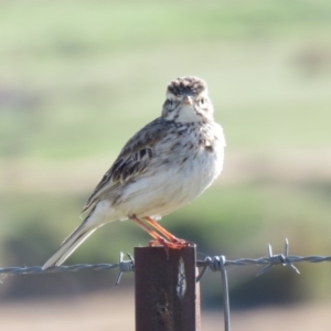 Anthus australis at Coree, ACT - 28 Oct 2018