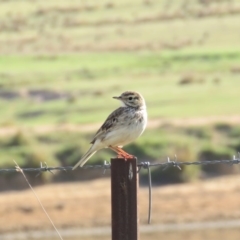 Anthus australis at Coree, ACT - 28 Oct 2018