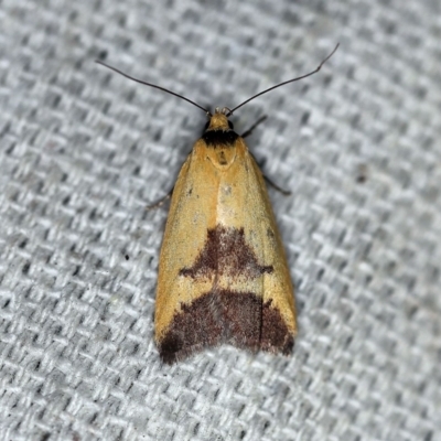 Ageletha hemiteles (Webbing Moth) at O'Connor, ACT - 4 Nov 2018 by ibaird