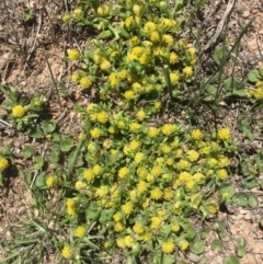 Triptilodiscus pygmaeus (Annual Daisy) at Corrowong, NSW - 28 Oct 2018 by BlackFlat