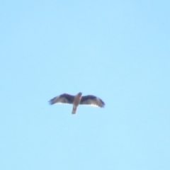 Hieraaetus morphnoides (Little Eagle) at Gilmore, ACT by KumikoCallaway