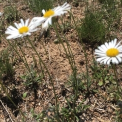 Brachyscome diversifolia var. diversifolia (Large-headed Daisy) at Corrowong, NSW - 28 Oct 2018 by BlackFlat