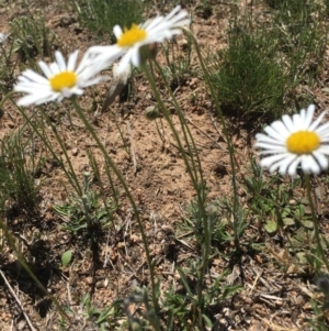 Brachyscome diversifolia var. diversifolia at Corrowong, NSW - 28 Oct 2018