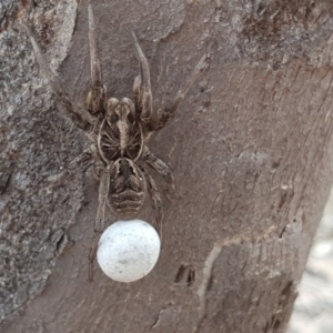 Tasmanicosa sp. (genus) at Symonston, ACT - 6 Nov 2018