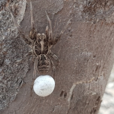 Tasmanicosa sp. (genus) (Unidentified Tasmanicosa wolf spider) at Symonston, ACT - 6 Nov 2018 by Mike
