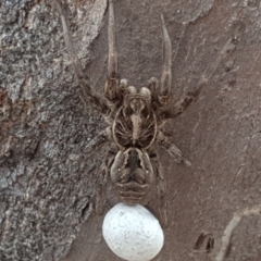 Tasmanicosa sp. (genus) at Symonston, ACT - 6 Nov 2018 03:21 PM