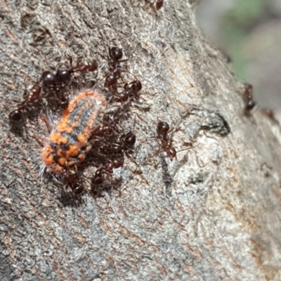 Monophlebulus sp. (genus) (Giant Snowball Mealybug) at Mount Mugga Mugga - 6 Nov 2018 by Mike