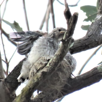 Microeca fascinans (Jacky Winter) at Tharwa, ACT - 28 Oct 2018 by KumikoCallaway