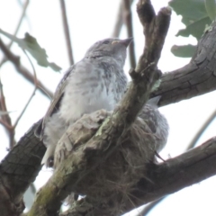 Microeca fascinans at Tharwa, ACT - 28 Oct 2018