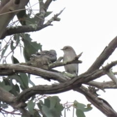 Microeca fascinans at Tharwa, ACT - 28 Oct 2018