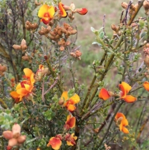 Mirbelia oxylobioides at Corrowong, NSW - 6 Nov 2018