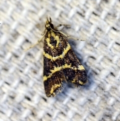 Scoparia spelaea (a Crambid moth) at O'Connor, ACT - 4 Nov 2018 by ibaird