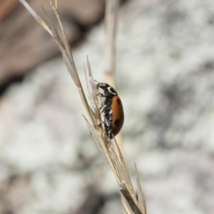 Hippodamia variegata at Michelago, NSW - 3 Nov 2018