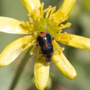 Dicranolaius villosus at Michelago, NSW - 29 Oct 2018