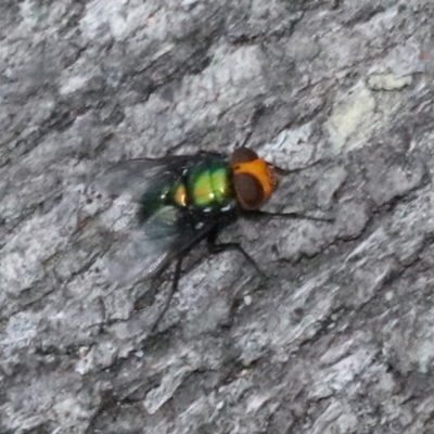 Amenia sp. (genus) (Yellow-headed Blowfly) at Undefined - 26 Oct 2018 by jbromilow50
