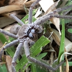 Isopeda villosa (Brown Huntsman Spider) at Undefined - 6 Nov 2018 by Nivlek