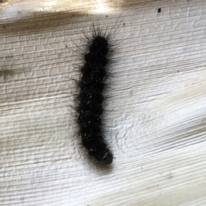 Leptocneria reducta at Broughton Vale, NSW - 6 Nov 2018 04:43 PM