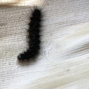 Leptocneria reducta at Broughton Vale, NSW - 6 Nov 2018 04:43 PM