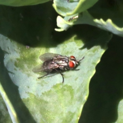 Sarcophagidae sp. (family) (Unidentified flesh fly) at Lanyon - northern section - 19 Oct 2018 by jb2602