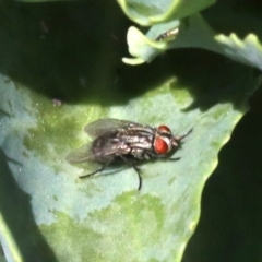 Sarcophagidae sp. (family) at Tuggeranong DC, ACT - 19 Oct 2018