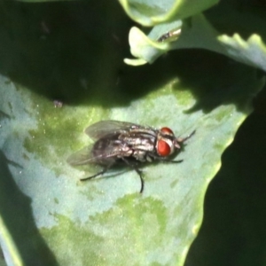 Sarcophagidae sp. (family) at Tuggeranong DC, ACT - 19 Oct 2018