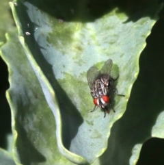 Sarcophagidae sp. (family) at Tuggeranong DC, ACT - 19 Oct 2018