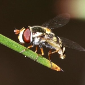 Simosyrphus grandicornis at Ainslie, ACT - 1 Nov 2018 04:33 PM