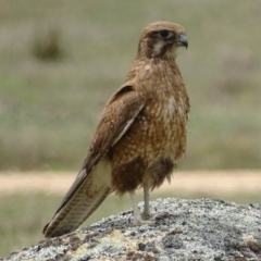 Falco berigora (Brown Falcon) at Rendezvous Creek, ACT - 4 Nov 2018 by roymcd