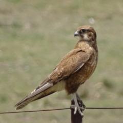 Falco berigora at Rendezvous Creek, ACT - 5 Nov 2018 10:41 AM