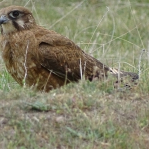 Falco berigora at Rendezvous Creek, ACT - 5 Nov 2018