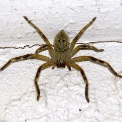 Neosparassus sp. (genus) (Badge huntsman) at Ainslie, ACT - 15 Sep 2018 by jb2602