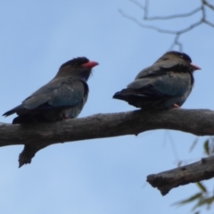 Eurystomus orientalis (Dollarbird) at Federal Golf Course - 6 Nov 2018 by JackyF