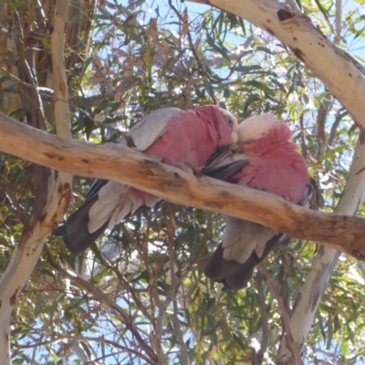Eolophus roseicapilla (Galah) at Red Hill, ACT - 30 Oct 2018 by JackyF