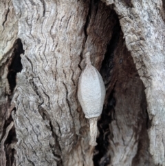 Hyalarcta nigrescens (Ribbed Case Moth) at Mcleods Creek Res (Gundaroo) - 5 Nov 2018 by HelenCross