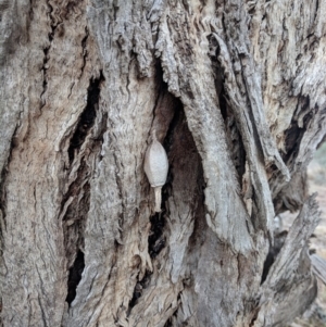 Hyalarcta nigrescens at Gundaroo, NSW - 6 Nov 2018