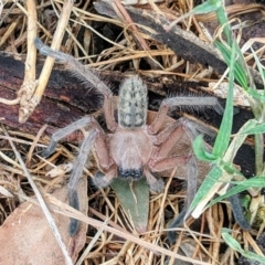 Delena cancerides (Social huntsman spider) at Mcleods Creek Res (Gundaroo) - 6 Nov 2018 by HelenCross