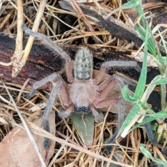 Delena cancerides (Social huntsman spider) at Gundaroo, NSW - 6 Nov 2018 by HelenCross